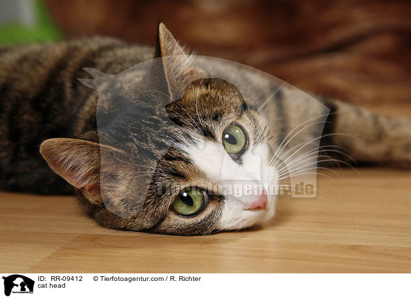 Katze Portrait / cat head / RR-09412