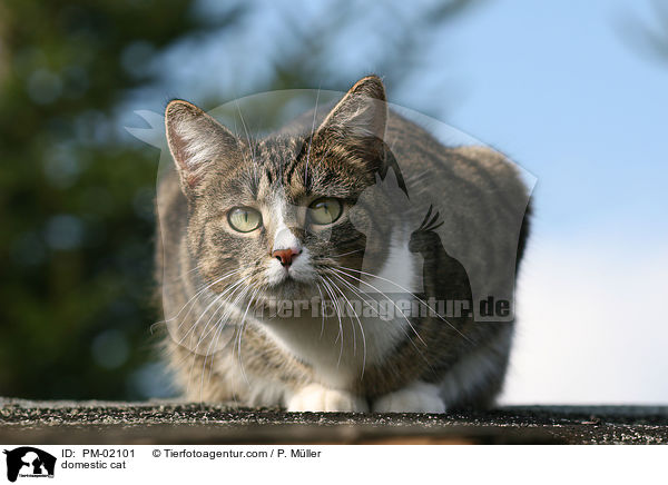 Hauskatze / domestic cat / PM-02101