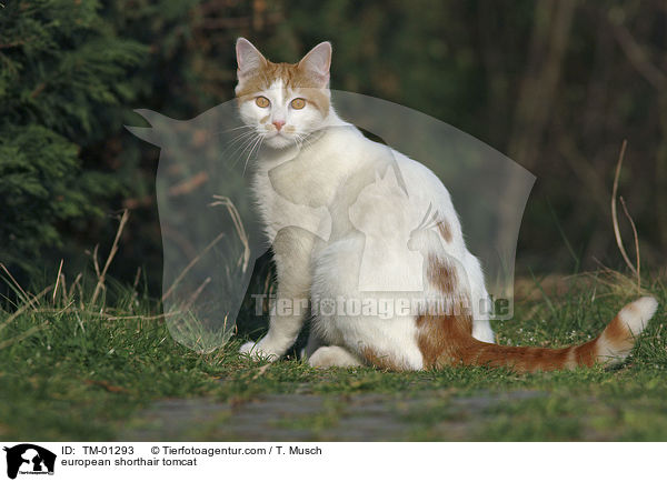 Europisch Kurzhaar Kater / european shorthair tomcat / TM-01293