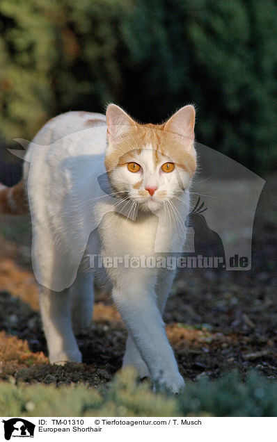 Europisch Kurzhaar / European Shorthair / TM-01310