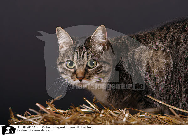 Portrait einer Hauskatze / Portrait of domestic cat / KF-01115