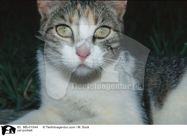 cat portrait / MS-01044