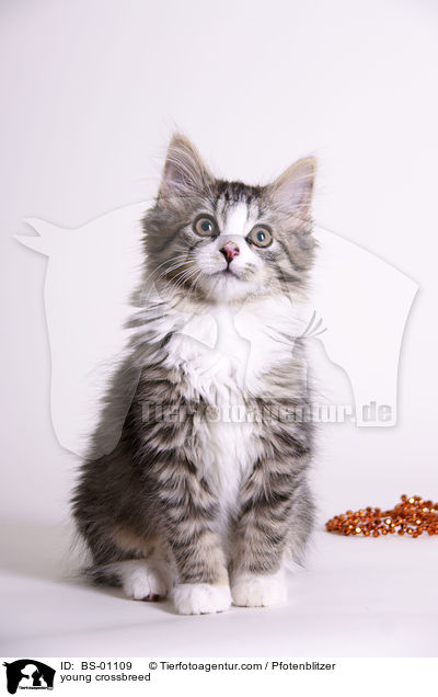 junger Maine-Coon-Mischling / young crossbreed / BS-01109