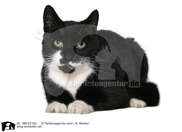 liegende Hauskatze / lying domestic cat / RR-22183