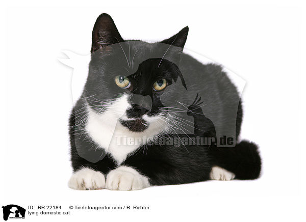 liegende Hauskatze / lying domestic cat / RR-22184