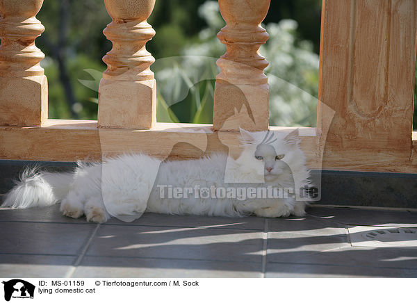liegende Hauskatze / lying domestic cat / MS-01159