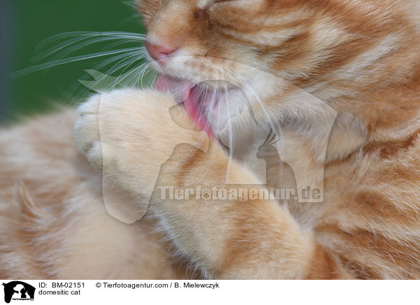 domesitic cat / BM-02151