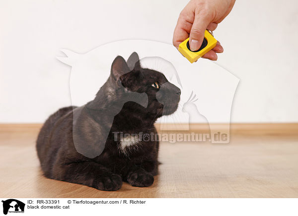 schwarze Hauskatze / black domestic cat / RR-33391