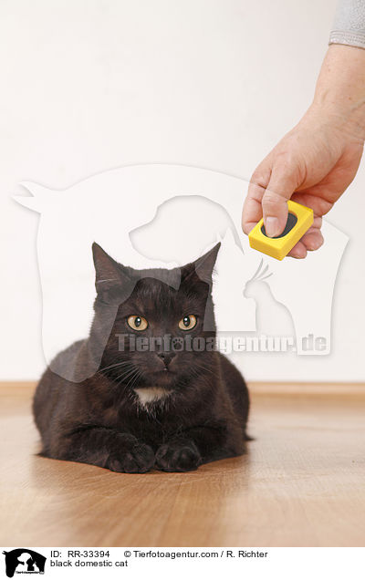 schwarze Hauskatze / black domestic cat / RR-33394