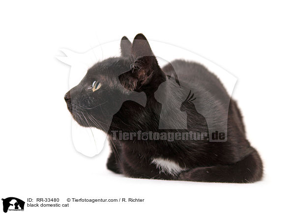 schwarze Hauskatze / black domestic cat / RR-33480