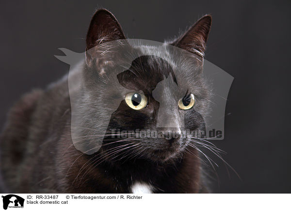 schwarze Hauskatze / black domestic cat / RR-33487