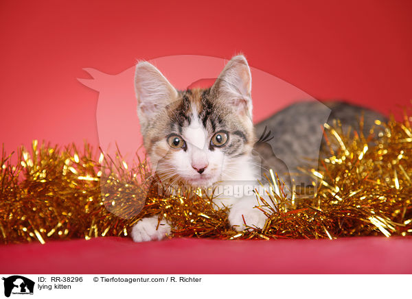 liegendes Ktzchen / lying kitten / RR-38296