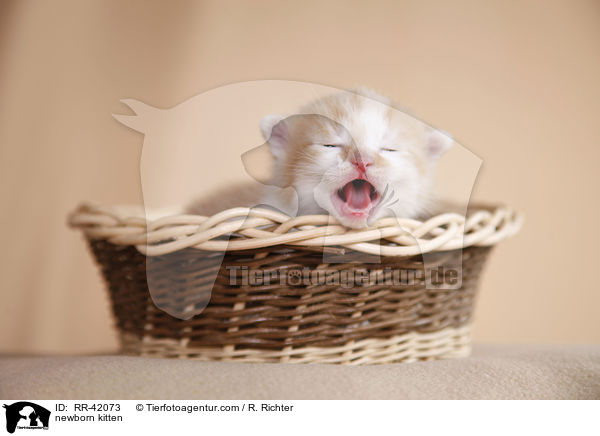 neugeborenes Hausktzchen / newborn kitten / RR-42073