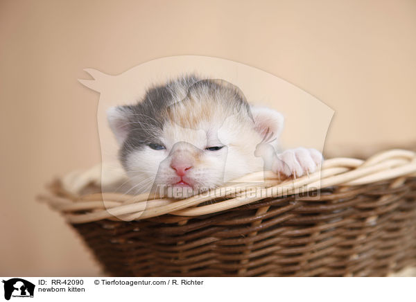 neugeborenes Hausktzchen / newborn kitten / RR-42090