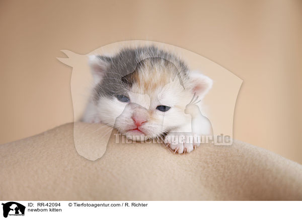 neugeborenes Hausktzchen / newborn kitten / RR-42094