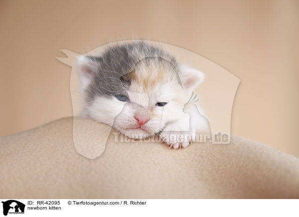neugeborenes Hausktzchen / newborn kitten / RR-42095