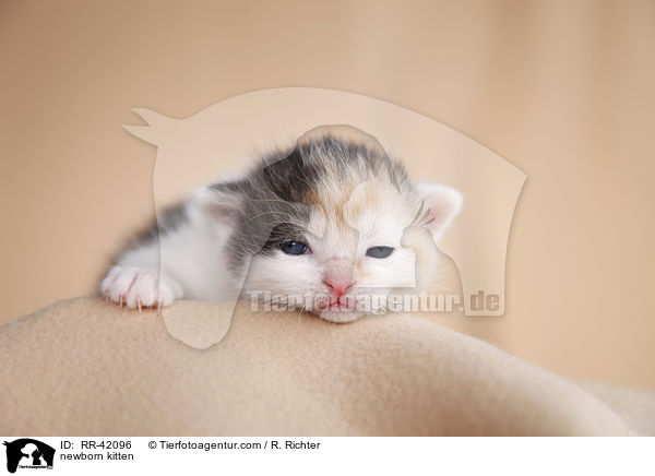 neugeborenes Hausktzchen / newborn kitten / RR-42096