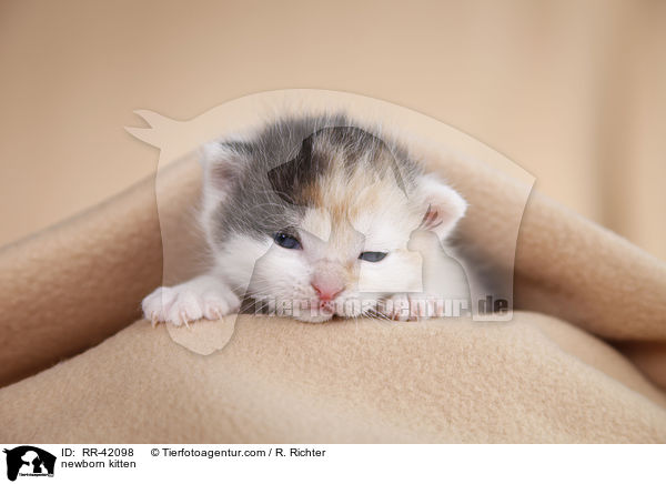 neugeborenes Hausktzchen / newborn kitten / RR-42098