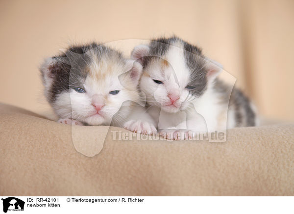 neugeborene Hausktzchen / newborn kitten / RR-42101