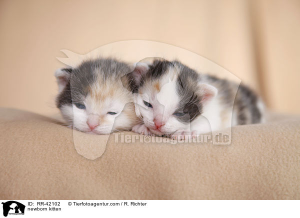 neugeborene Hausktzchen / newborn kitten / RR-42102