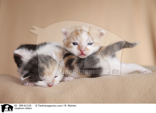 neugeborene Hausktzchen / newborn kitten / RR-42105