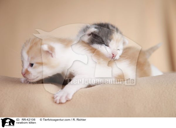 neugeborene Hausktzchen / newborn kitten / RR-42106