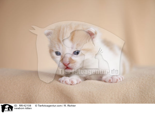 neugeborenes Hausktzchen / newborn kitten / RR-42108