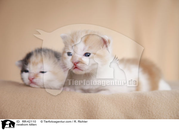 neugeborene Hausktzchen / newborn kitten / RR-42110