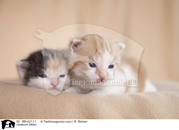 neugeborene Hausktzchen / newborn kitten / RR-42111