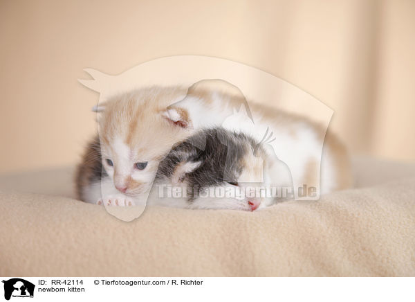 neugeborene Hausktzchen / newborn kitten / RR-42114