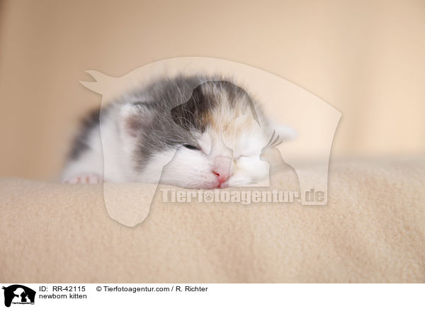 neugeborenes Hausktzchen / newborn kitten / RR-42115