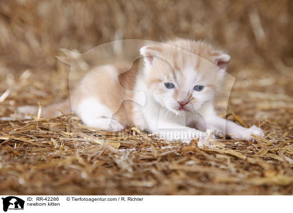 neugeborenes Hausktzchen / newborn kitten / RR-42286