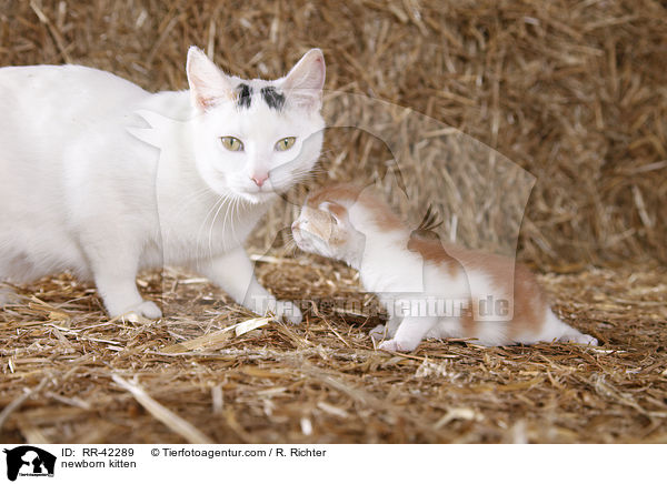 neugeborene Hausktzchen / newborn kitten / RR-42289