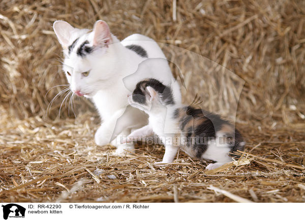 neugeborene Hausktzchen / newborn kitten / RR-42290