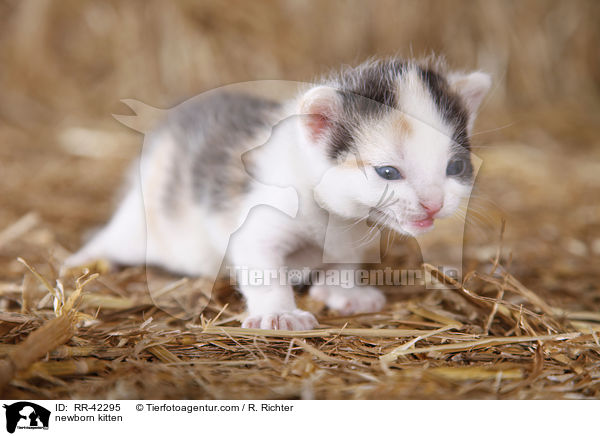 neugeborenes Hausktzchen / newborn kitten / RR-42295