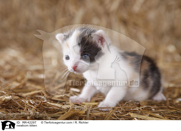 neugeborenes Hausktzchen / newborn kitten / RR-42297