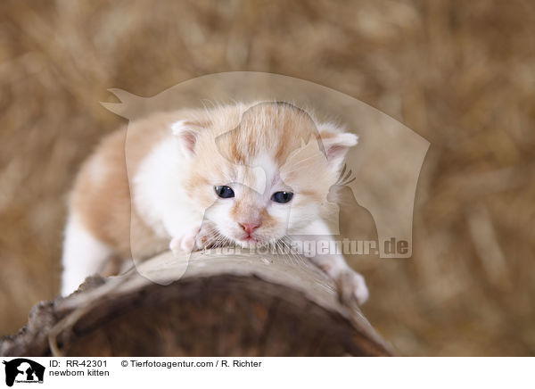 neugeborenes Hausktzchen / newborn kitten / RR-42301