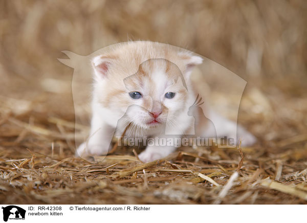 neugeborenes Hausktzchen / newborn kitten / RR-42308