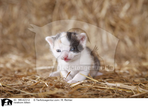 neugeborenes Hausktzchen / newborn kitten / RR-42312