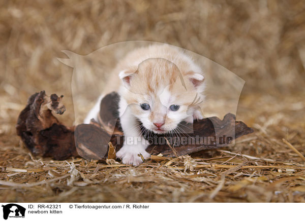 neugeborenes Hausktzchen / newborn kitten / RR-42321