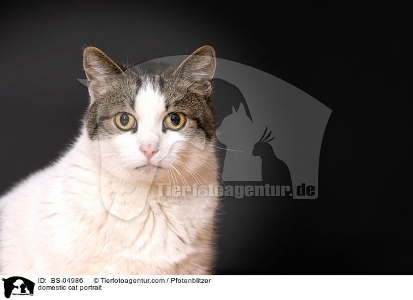 domestic cat portrait / BS-04986