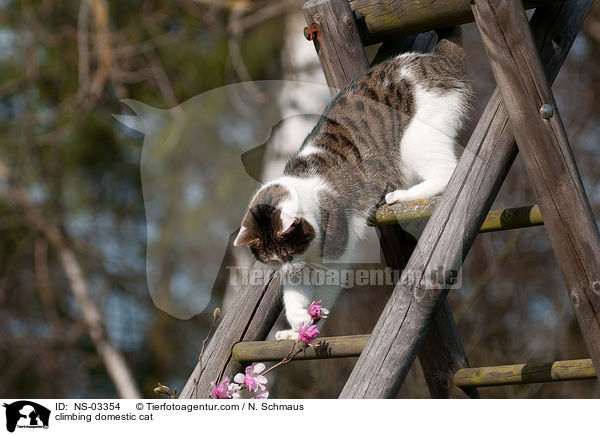kletternde Hauskatze / climbing domestic cat / NS-03354