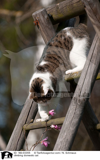 kletternde Hauskatze / climbing domestic cat / NS-03355