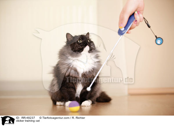 Katze beim Clickertraining / clicker training cat / RR-48237