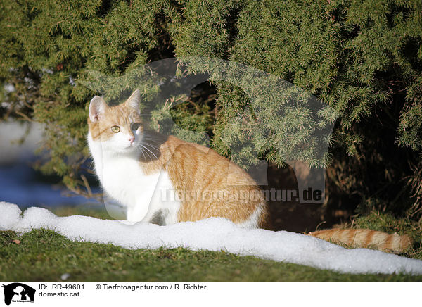 Hauskatze / domestic cat / RR-49601