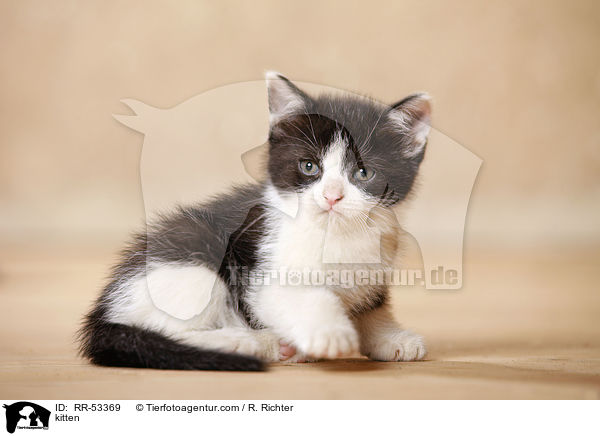 Hausktzchen / kitten / RR-53369