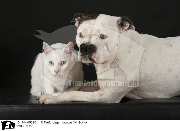 dog and cat / NN-05286
