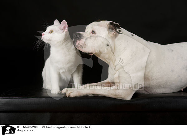 dog and cat / NN-05288
