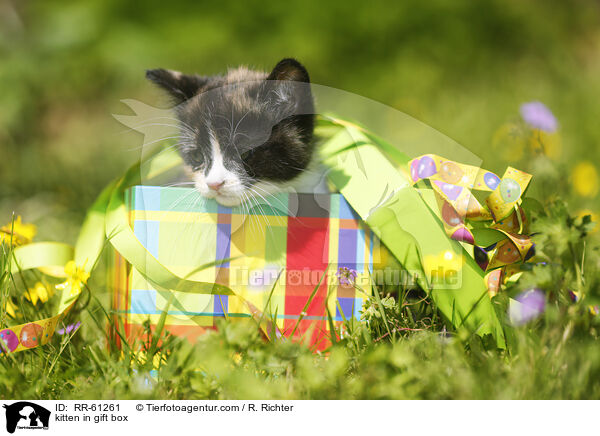 Ktzchen in Geschenkbox / kitten in gift box / RR-61261