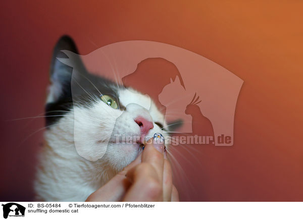 schnuppernde Hauskatze / snuffling domestic cat / BS-05484